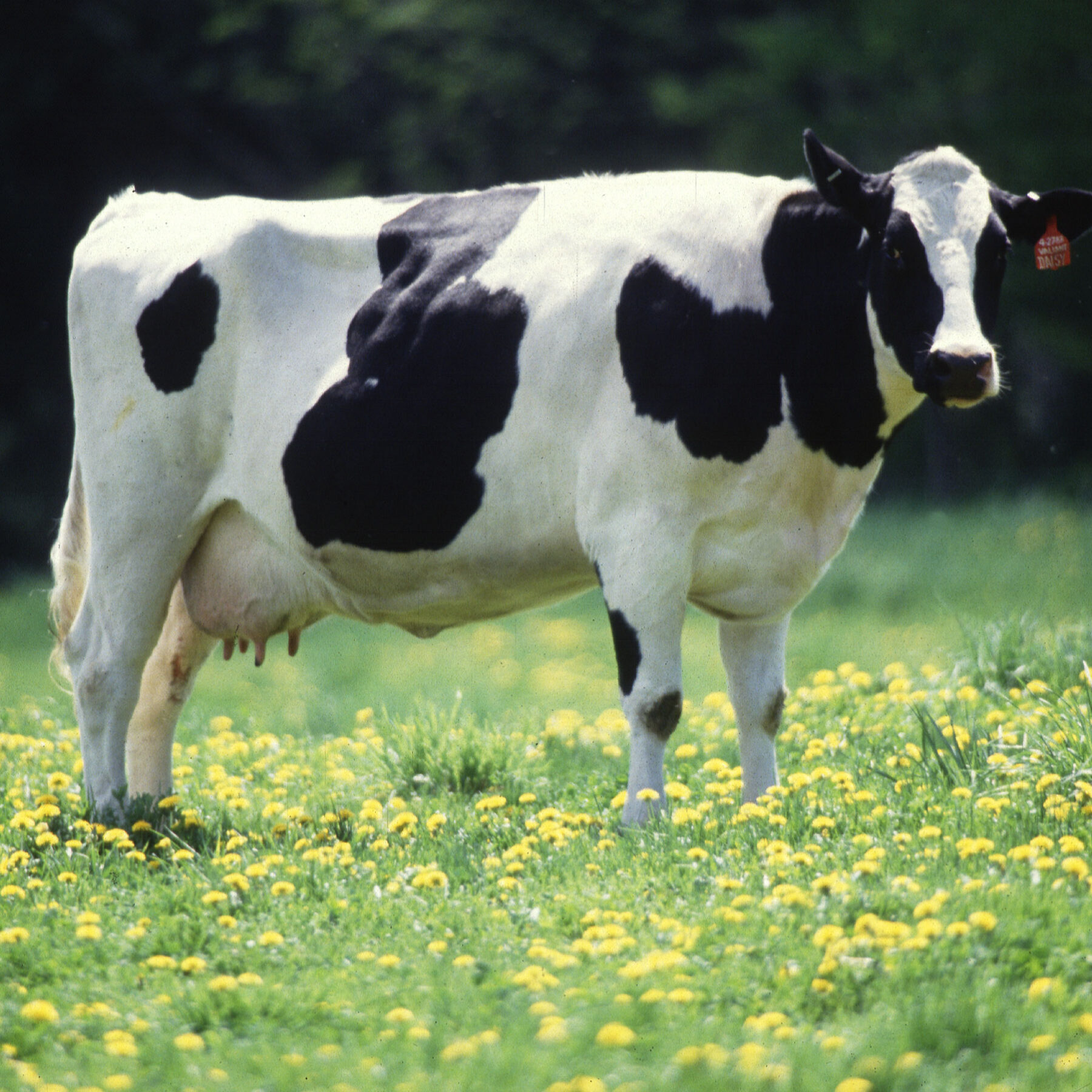 cow